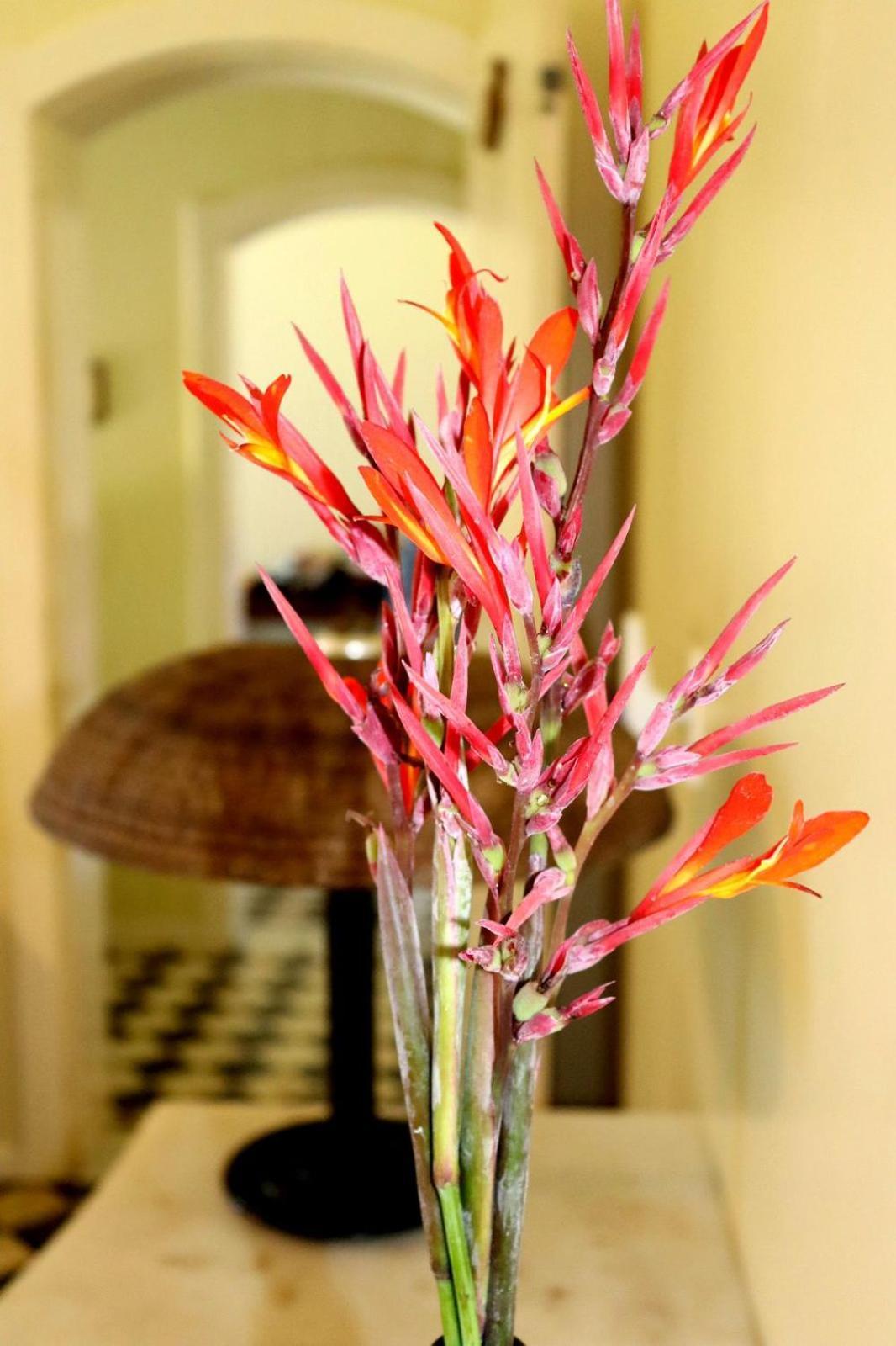Pousada Almaviva Velha Boipeba 部屋 写真